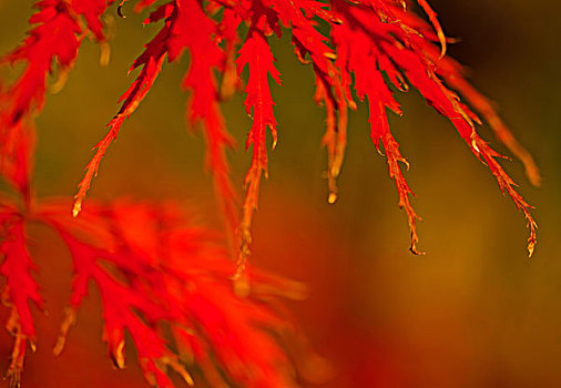 叶子,日本,职业,枫树,秋天,亮光