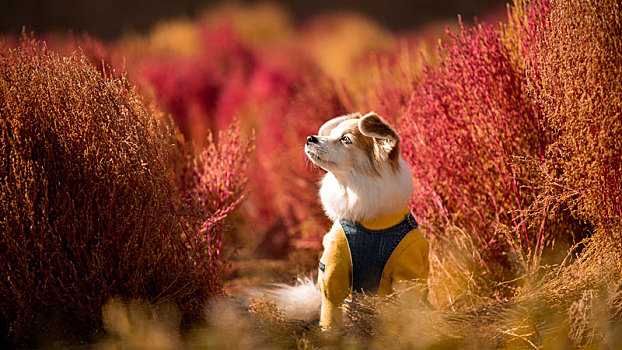 中华田园犬的地肤草外拍