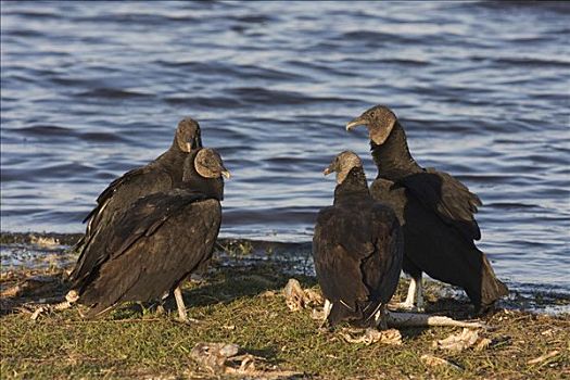 黑美洲鹫,佛罗里达,美国