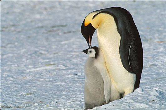 帝企鹅,阿特卡湾,南极