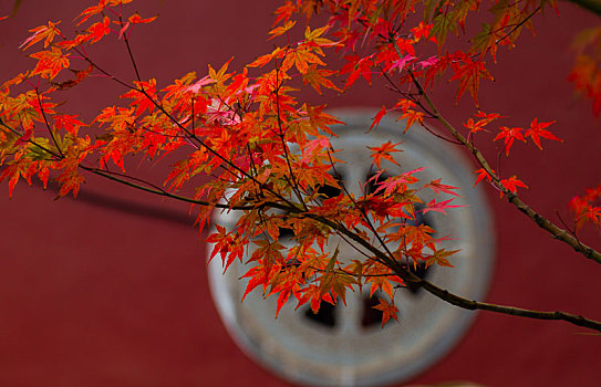 秋天南京栖霞山的红叶