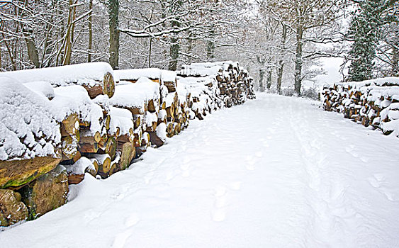 漂亮,冬日树林,雪景,深,雪,清新,切削,木料,一堆,小路