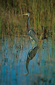 三色鹭,站在水中,大沼泽地国家公园,佛罗里达,美国