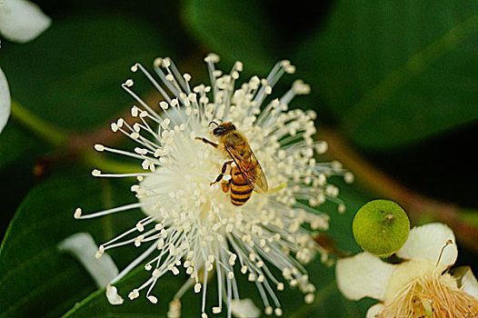 一只蜜蜂爬在花蕊上采蜜