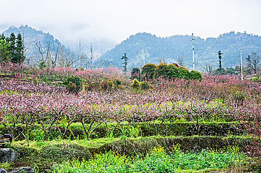 田园春色