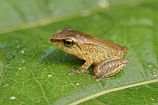树蛙,栖息,叶子,西北地区,厄瓜多尔