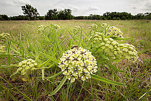 绿色,乳草属植物,蜜蜂,地点,德克萨斯
