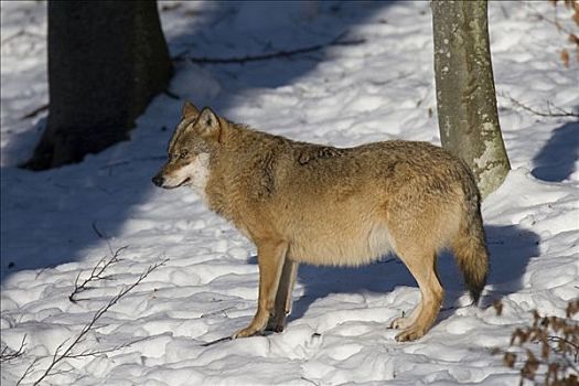 灰狼,狼,巴伐利亚森林国家公园,巴伐利亚,德国,欧洲