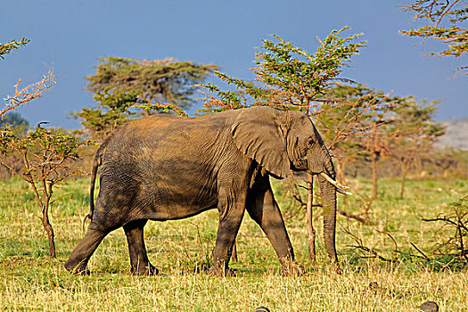 大象,非洲象,塞伦盖蒂国家公园,坦桑尼亚