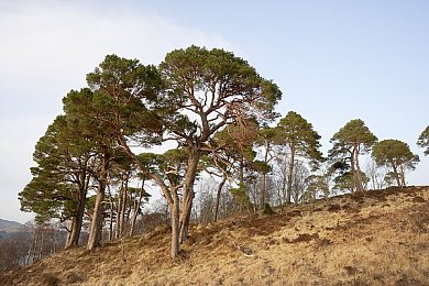 苏格兰松树图片