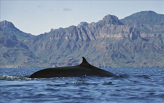 鳍鲸,长须鲸,成年,冬天,喂食,地面,科特兹海,北下加利福尼亚州,墨西哥