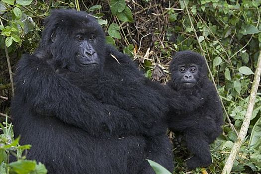 山地大猩猩,大猩猩,母兽,老,婴儿,濒危,国家,卢旺达