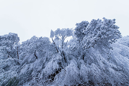 重庆金佛山雪白的童话世界