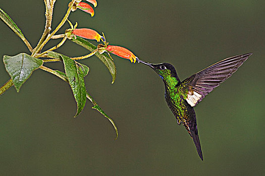 飞,进食,花,自然保护区,靠近,基多,厄瓜多尔