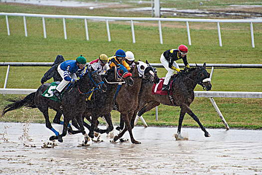 马,骑师,颈部,比赛,雨,坦帕,佛罗里达,大幅,尺寸