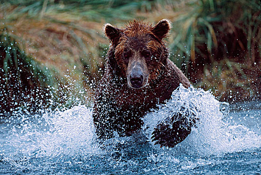 阿拉斯加棕熊,卡特麦国家公园,阿拉斯加
