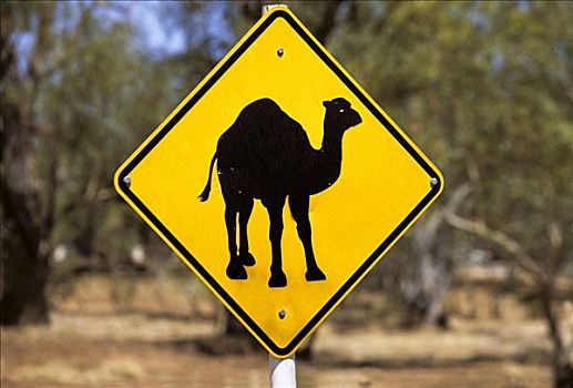 单峰骆驼,标识,北领地州,澳大利亚