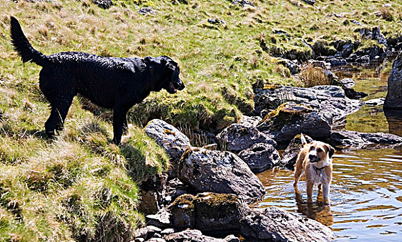 两只,狗,玩,边缘,角度,山中小湖,湖区,坎布里亚,英格兰