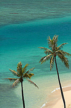 美国,夏威夷,瓦胡岛,檀香山,怀基基海滩,堡垒,海滩,棕榈树