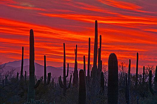 日落,树形仙人掌,萨瓜罗国家公园,亚利桑那,美国