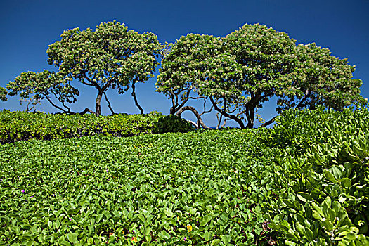 茂密,绿色,植物,海滩,树,蓝天,夏威夷大岛,夏威夷,美国