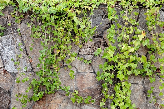 石墙,遮盖,攀缘植物