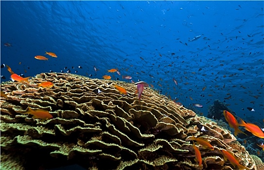 叶子,珊瑚,热带,水下生物,红海