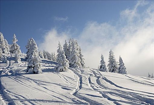 冬季风景,积雪,云杉,下坡