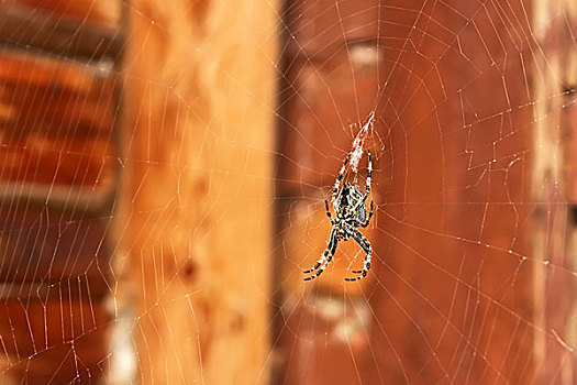 蜘蛛,悬挂,蜘蛛网