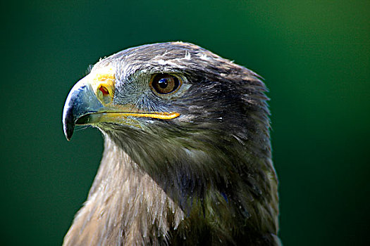 西伯利亚草原鹰,成年,肖像