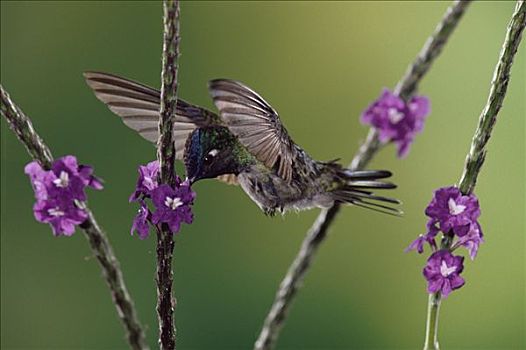 紫头蜂鸟,进食,授粉,花,雨林,哥斯达黎加