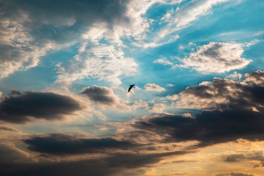 云层中翱翔的海鸥