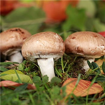 洋蘑菇,秋季,森林
