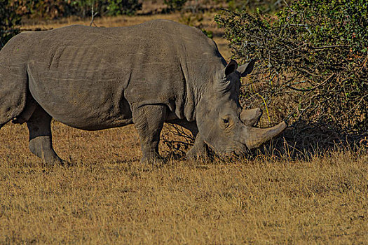 非洲肯尼亚纳库鲁国家公园白犀牛