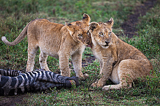 幼狮,塞伦盖蒂国家公园,坦桑尼亚