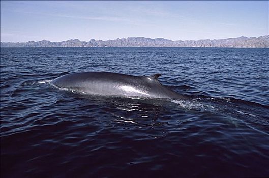 鳍鲸,长须鲸,游动,后面,平面,北下加利福尼亚州,墨西哥