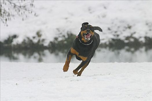 罗特韦尔犬