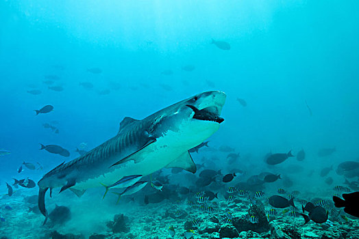 虎鲨,鼬鲨,吃,金枪鱼,环礁,印度洋,马尔代夫,亚洲