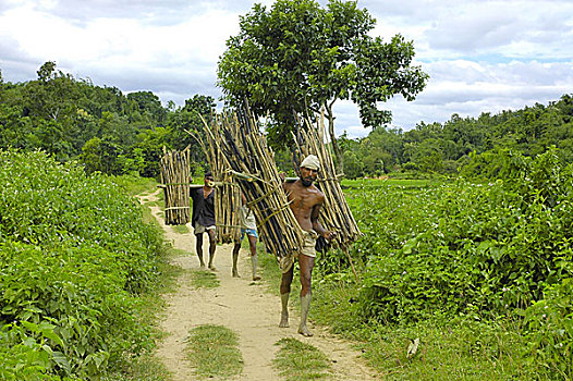 男人,木柴,出售,孟加拉,八月,2006年