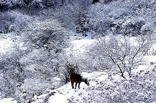 山区雪景