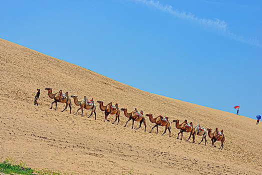 中国,宁夏回族自治区,银川,沙湖景观,沙丘,骆驼