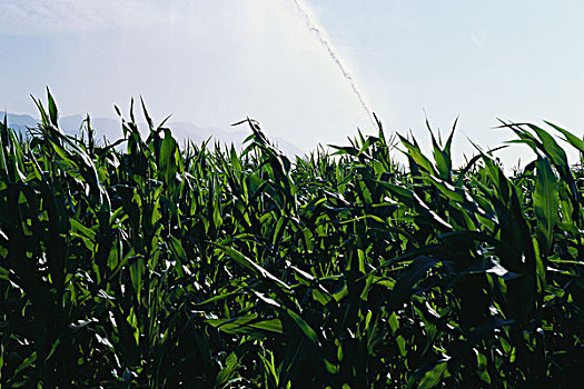 玉米田,加泰罗尼亚,西班牙