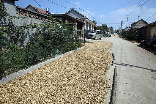 山东省日照市,秋收时节农村忙,农村大街上到处是玉米花生