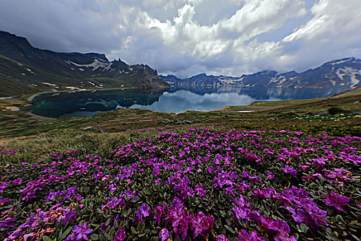 长白山高山花卉