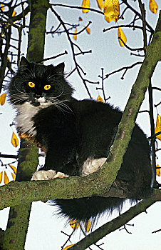 家猫,树上