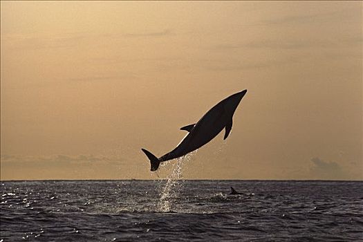 暗黑斑纹海豚,乌色海豚,跳跃,新西兰
