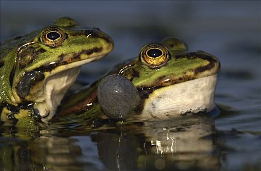 水蛙,蛙属
