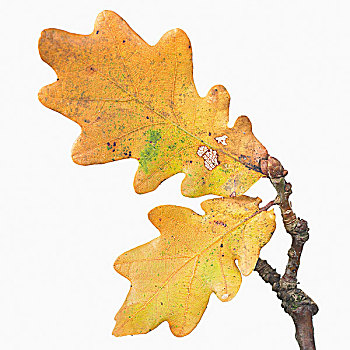 橡树叶,秋天,色彩