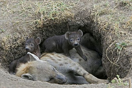 斑鬣狗,白天,老,幼兽,爬行,母兽,马赛马拉国家保护区,肯尼亚