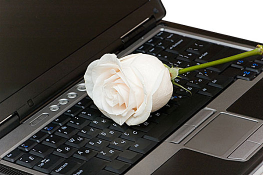 白色蔷薇,黑色,笔记本电脑,键盘